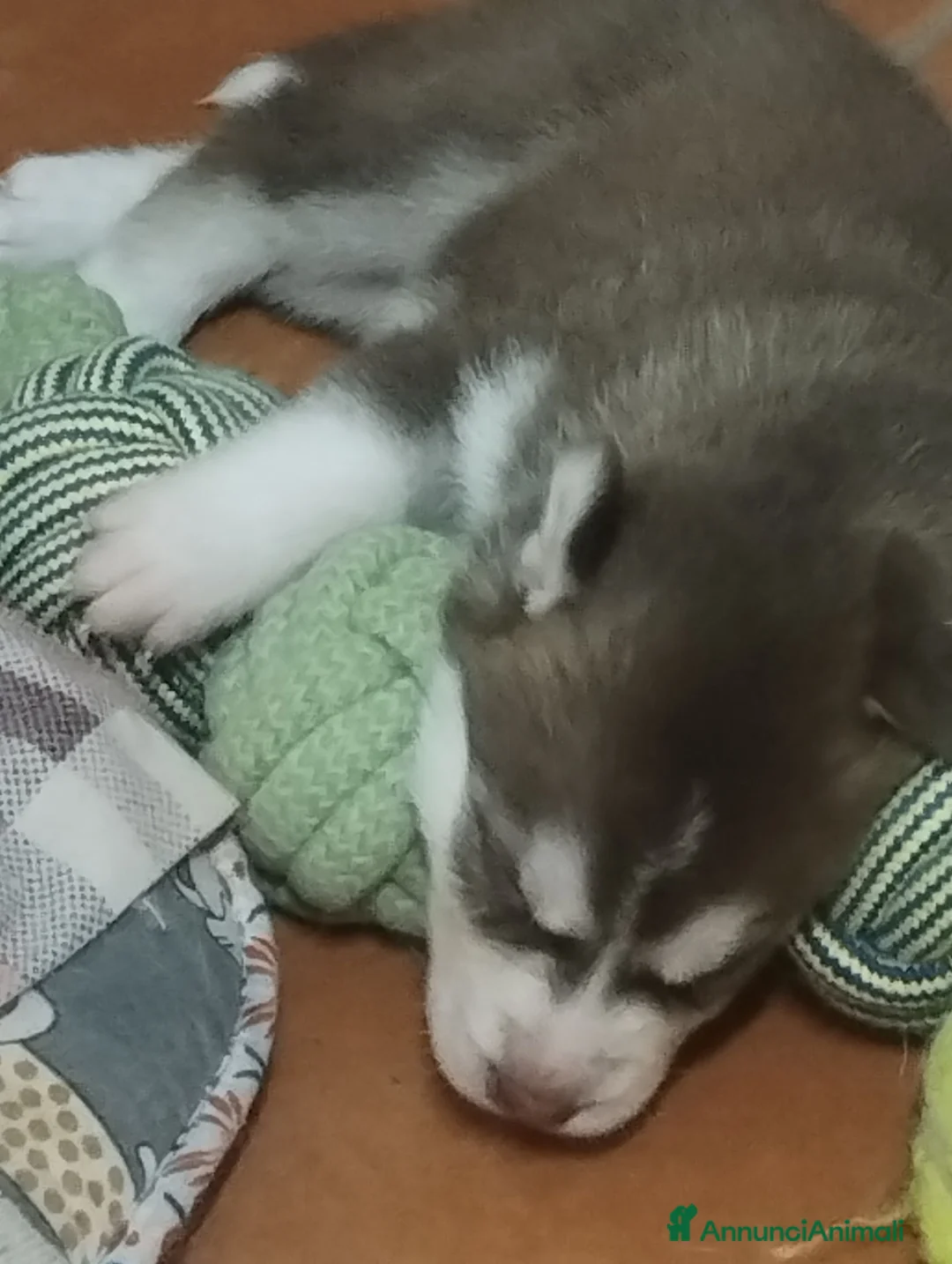 Husky cani in vendita: Cuccioli di husky  a Città metropolitana di Roma Capitale - Annuncio 6