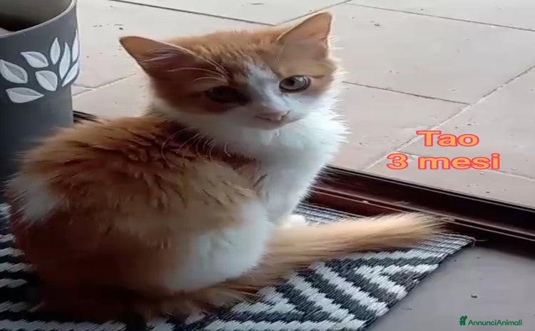 Altre razze gatti - Annuncio 16