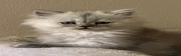 Persiano gatti in vendita: Gattini cuppioli persiano - Annuncio 5