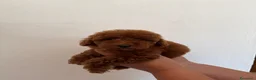Barboncino Toy cani in vendita: Cucciolo maschio barboncino Toy red  - Annuncio 4