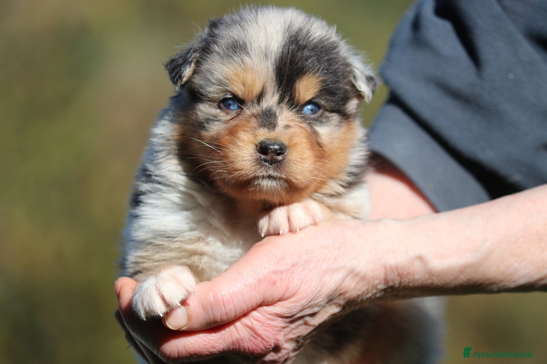 Australian Shepherd cani in vendita: PAstori Australiani cuccioli-Biancaneve e i 6 Nani - Annuncio 13