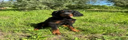 Setter Gordon cani in vendita: Cucciolo setter Gordon  - Annuncio 2