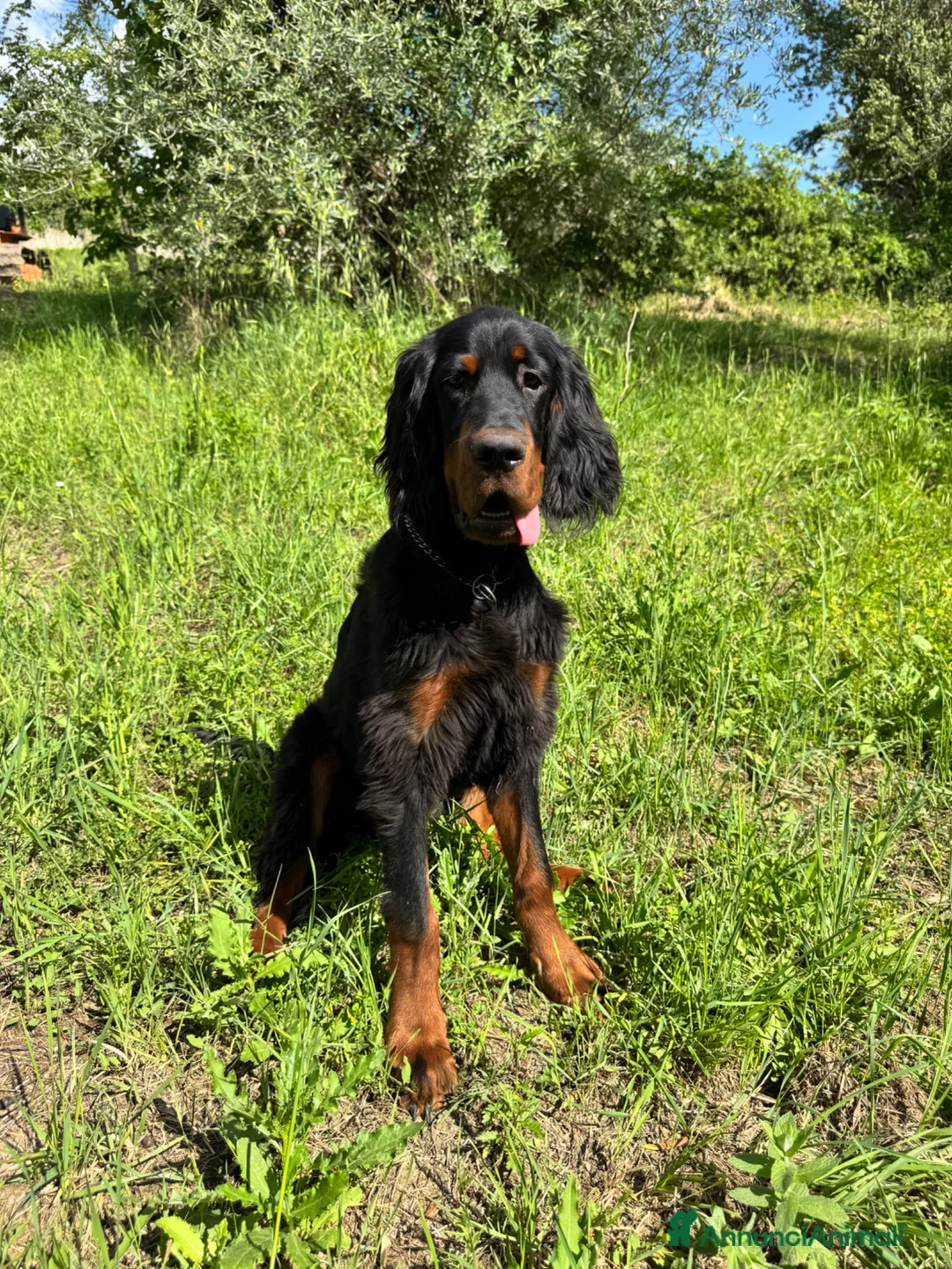 Setter Gordon cani in vendita: Cucciolo setter Gordon  - Annuncio 2
