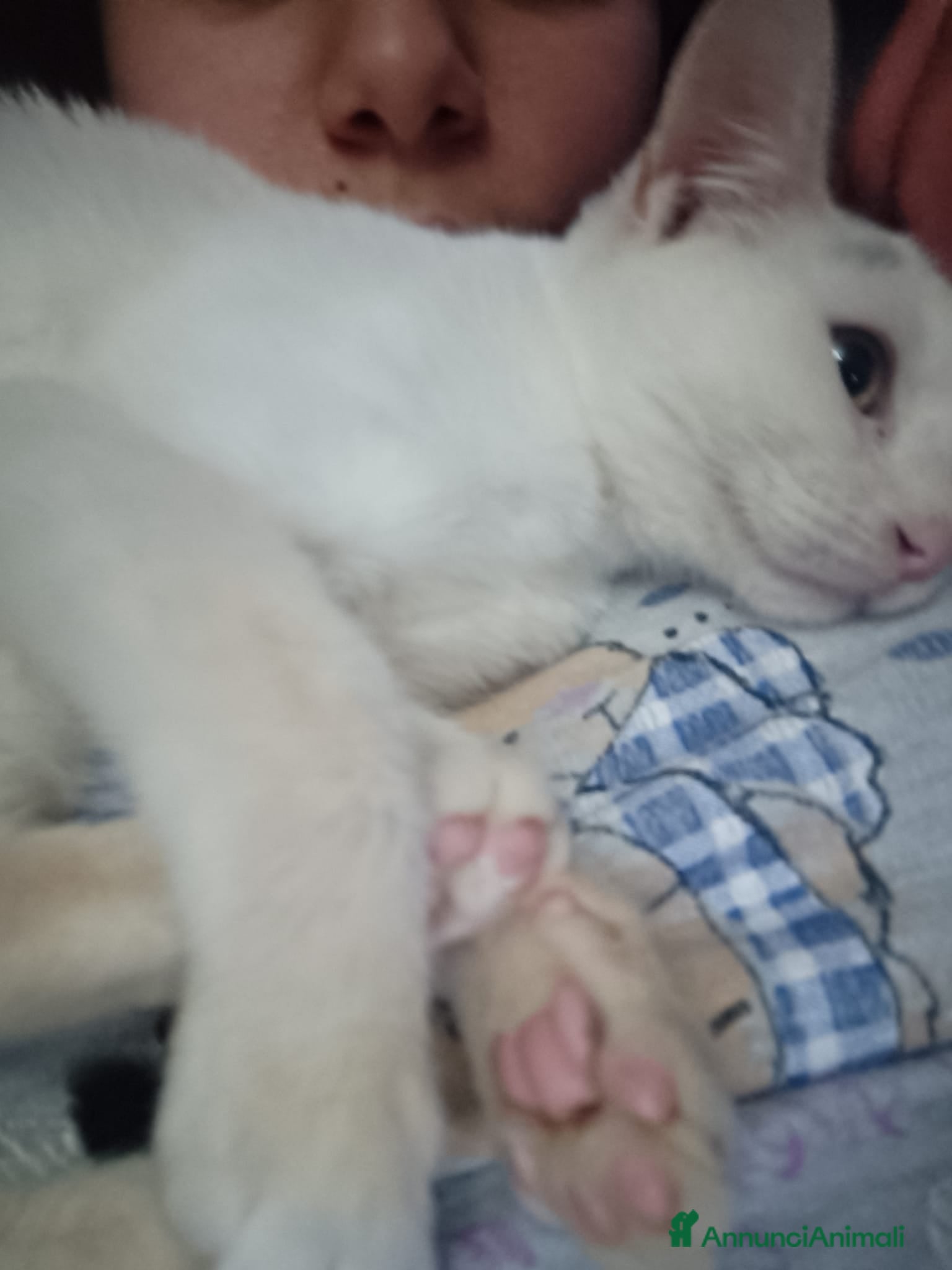 Meticcio gatti BIANCO : SUPER COCCOLONE - Annuncio 2