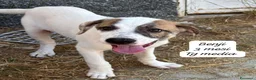 Meticcio cani in regalo: Cuccioli, non hanno chiesto di nascere  a Provincia di Brescia - Annuncio 4