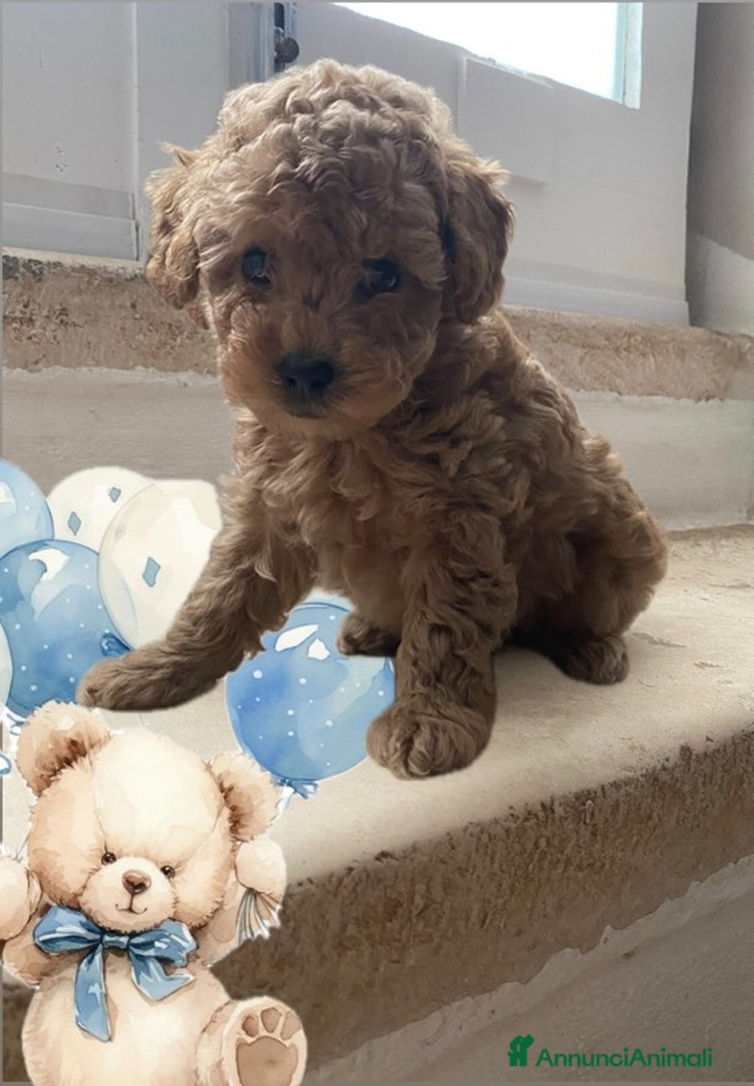 Barboncino Toy cani in vendita: Cuccioli Barboncini toy - Annuncio 3