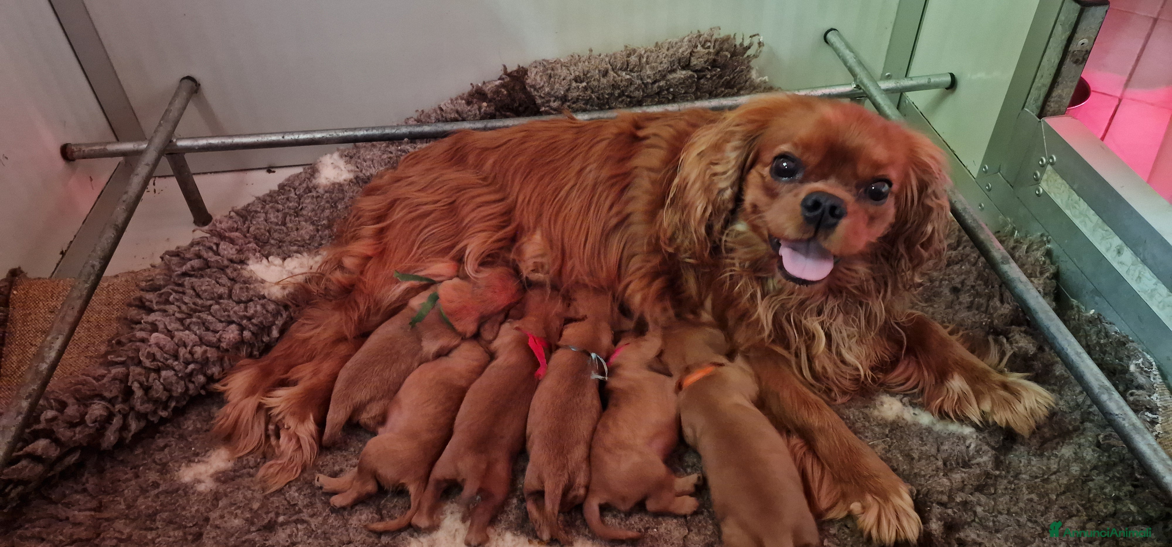 Cavalier King cani Cucciola ruby disponibile - Annuncio 2