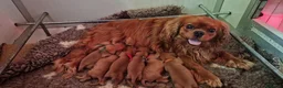 Cavalier King cani in vendita: Cucciola ruby disponibile a Provincia di Pavia - Annuncio 2