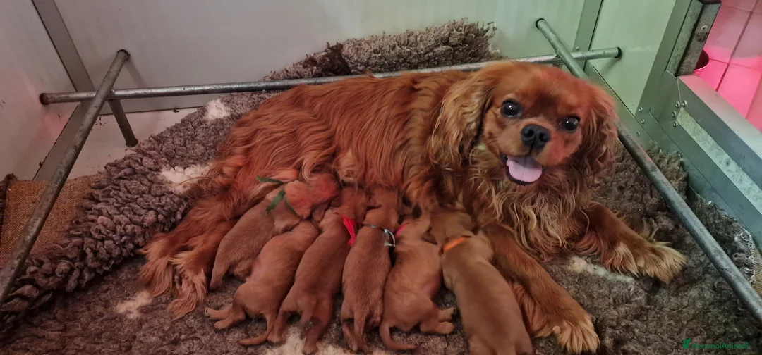 Cavalier King cani in vendita: Cucciola ruby disponibile a Provincia di Pavia - Annuncio 2