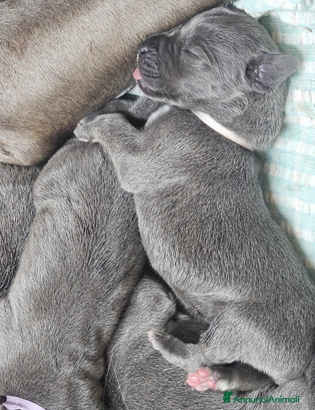 Alano cani in vendita: Cuccioli di alano blu da Allevamento Riconosciuto  - Annuncio 11