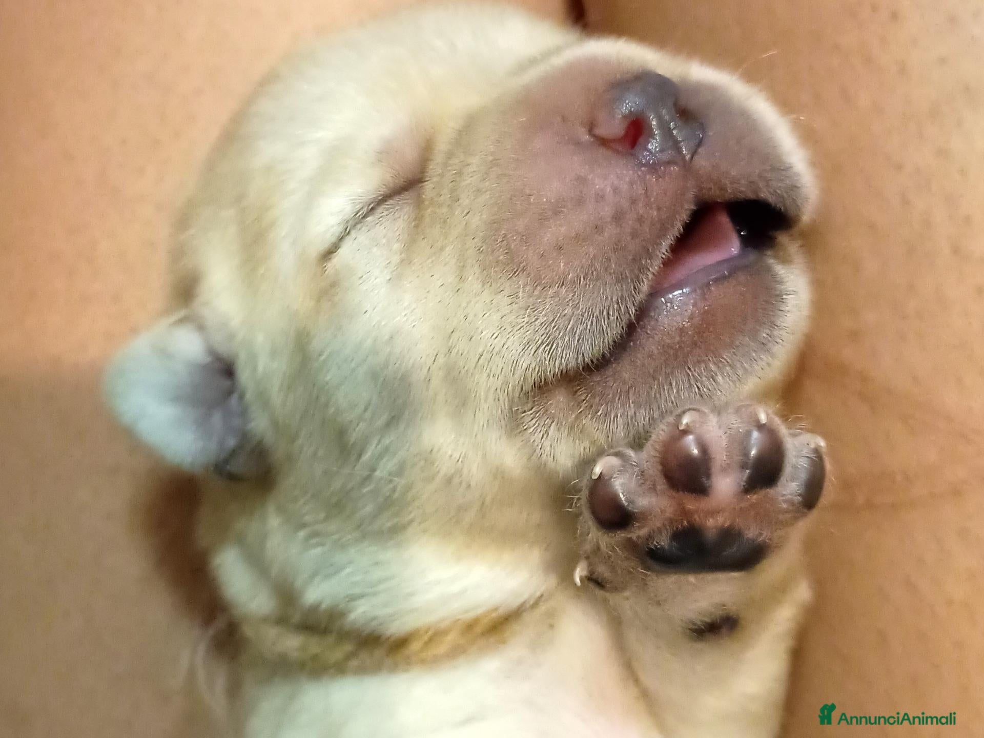 Labrador cani LABRADOR FEMMINUCCE GIALLE - Annuncio 2