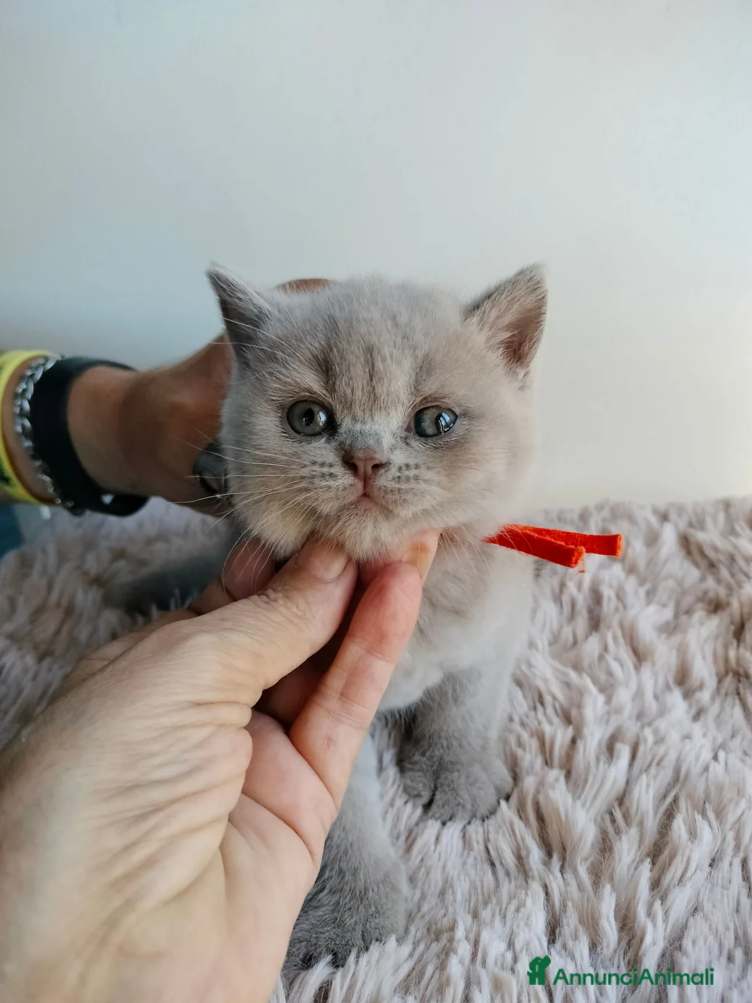 British gatti in vendita: British shorthair  - Annuncio 6