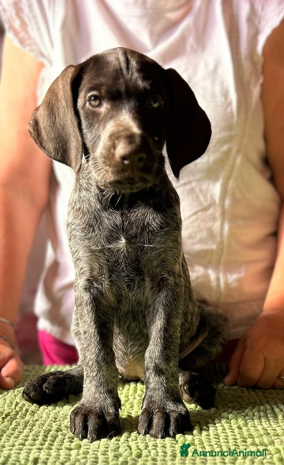 Drahthaar cani in vendita: Cuccioli di Drahthaar  a Provincia di Pordenone - Immagine 16