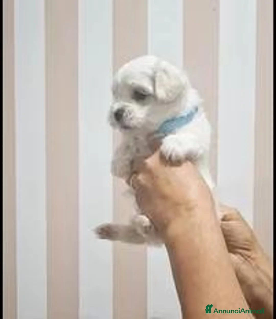 Maltese cani in vendita: Maltese coreano mini toy - Annuncio 2