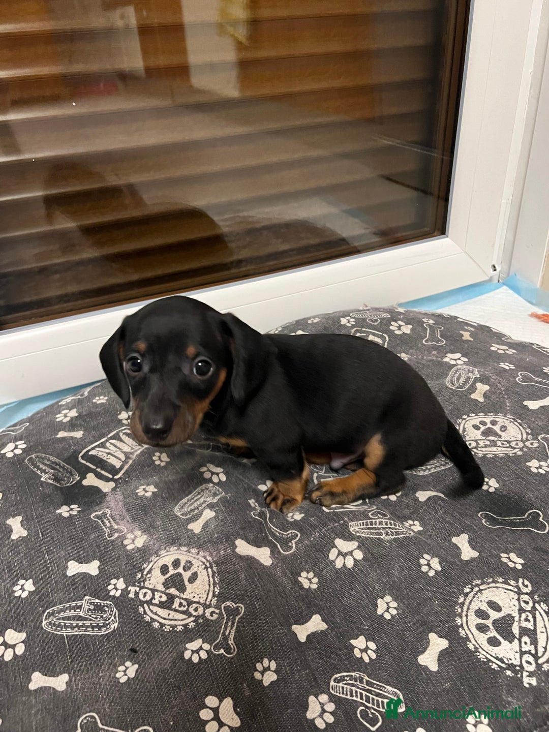 Bassotto cani in vendita: Cuccioli bassotto  - Annuncio 4