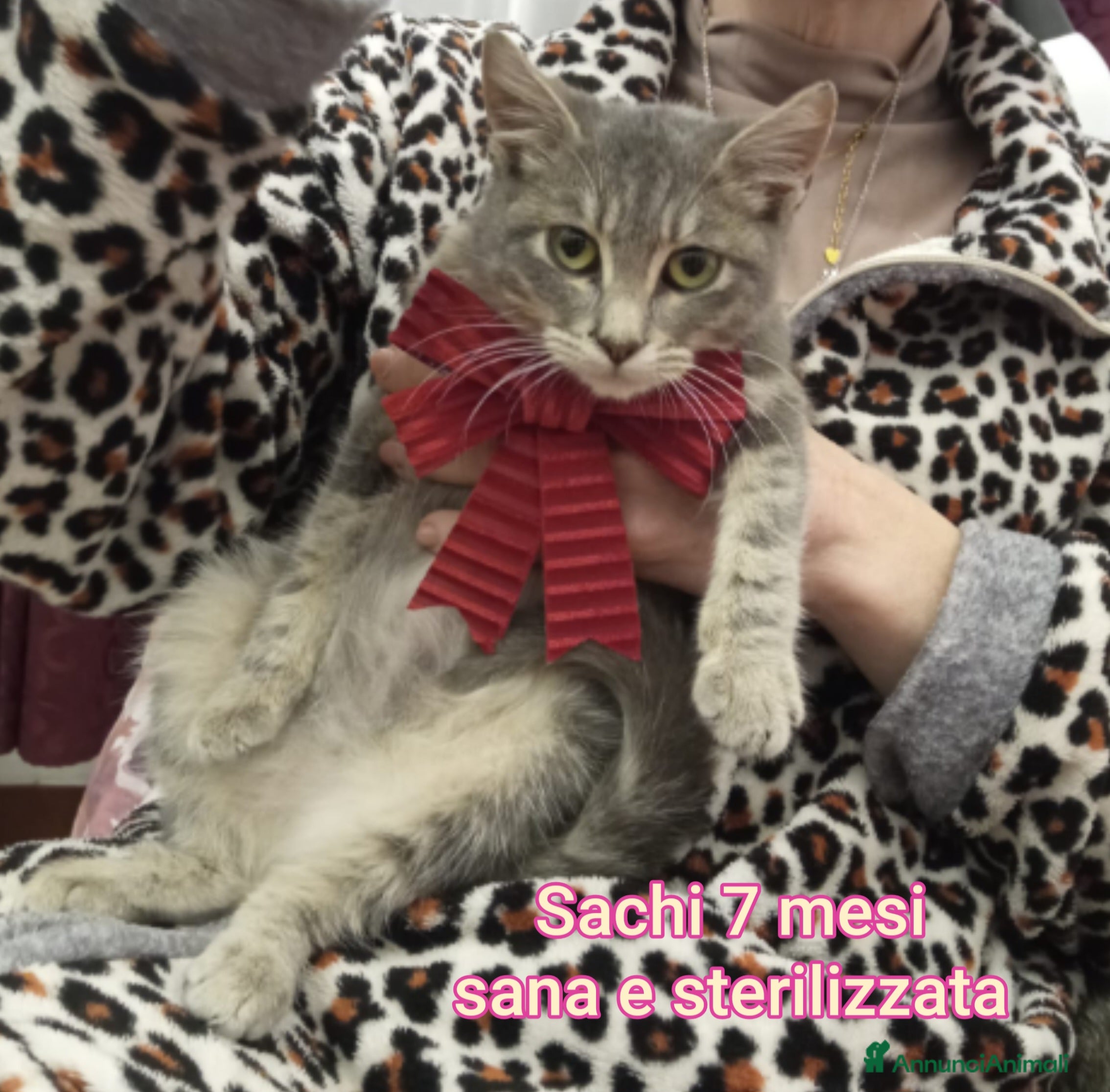 Europeo gatti GATTINI ABBANDONATI: EMERGENZA  - Annuncio 28