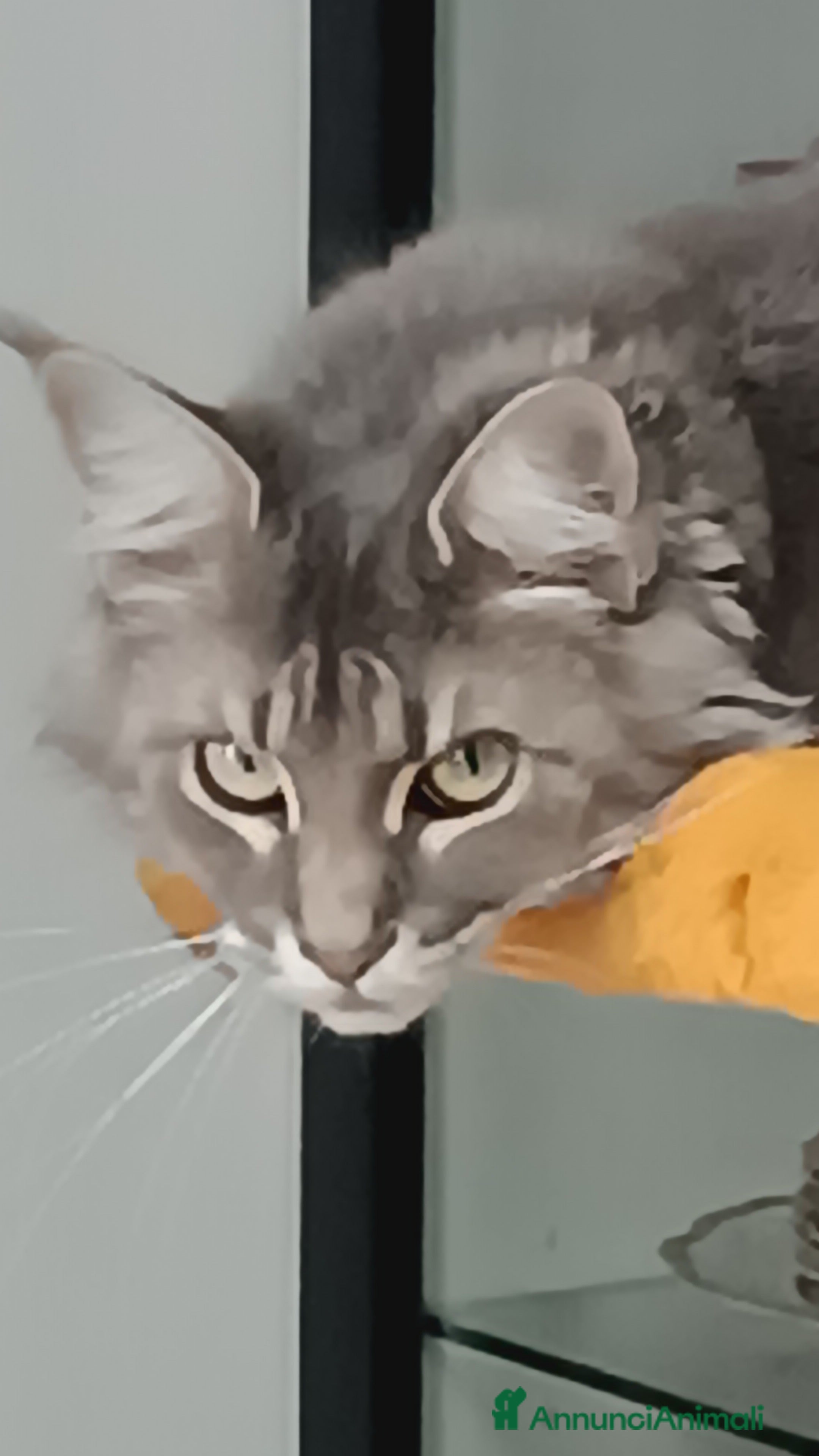 Maine Coon gatti cerco Stallone Maine Coon  - Annuncio 1