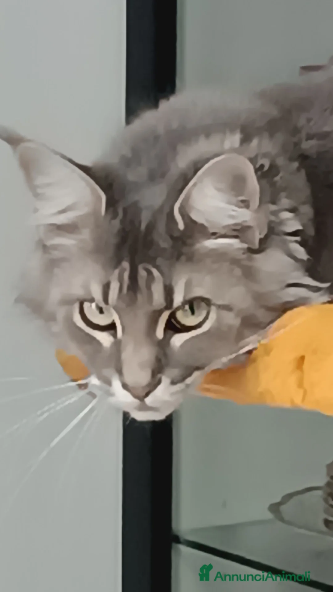 Maine Coon gatti per accoppiamento: cerco Stallone Maine Coon  - Annuncio 1