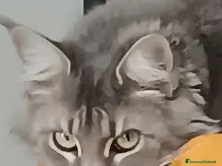 Maine Coon gatti cerco Stallone Maine Coon - Annuncio 12