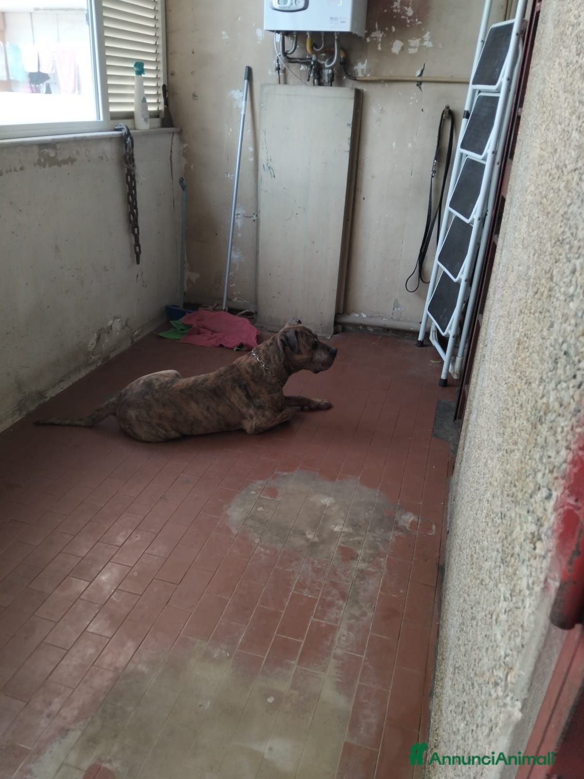 Meticcio cani Marek 8 anni - Annuncio 28