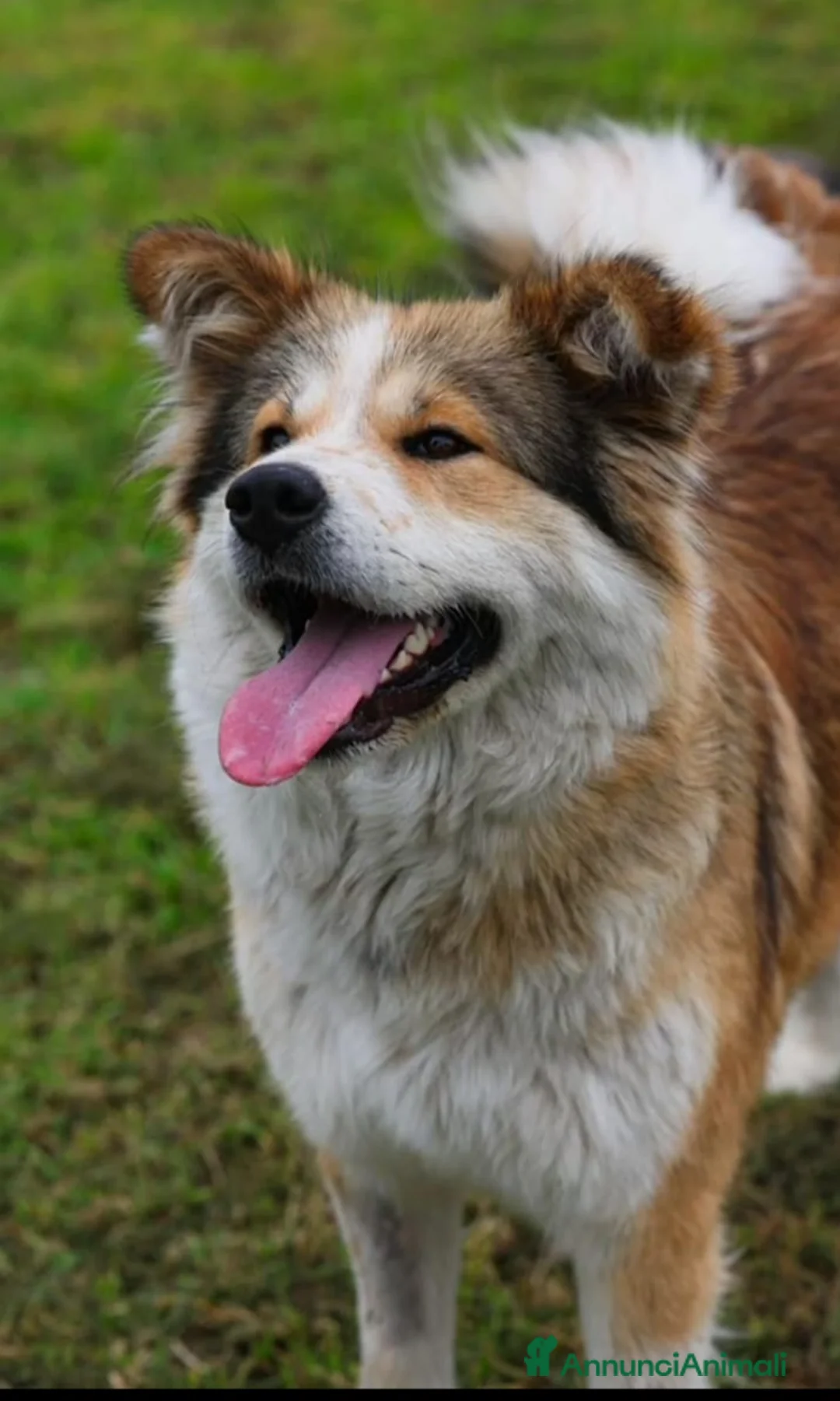 Meticcio cani in regalo: 18mesi simil Akitainu BELLISSIMA,ok gatti.NAPOLI - Annuncio 2