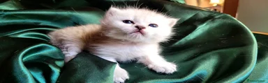 British longhair 
