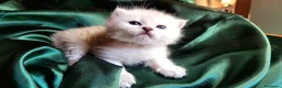 British gatti in vendita: British longhair- Highland straight + kit regalo! - Annuncio 7