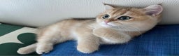 British gatti in vendita: Bellissimi cuccioli di british shorthair golden  - Annuncio 8