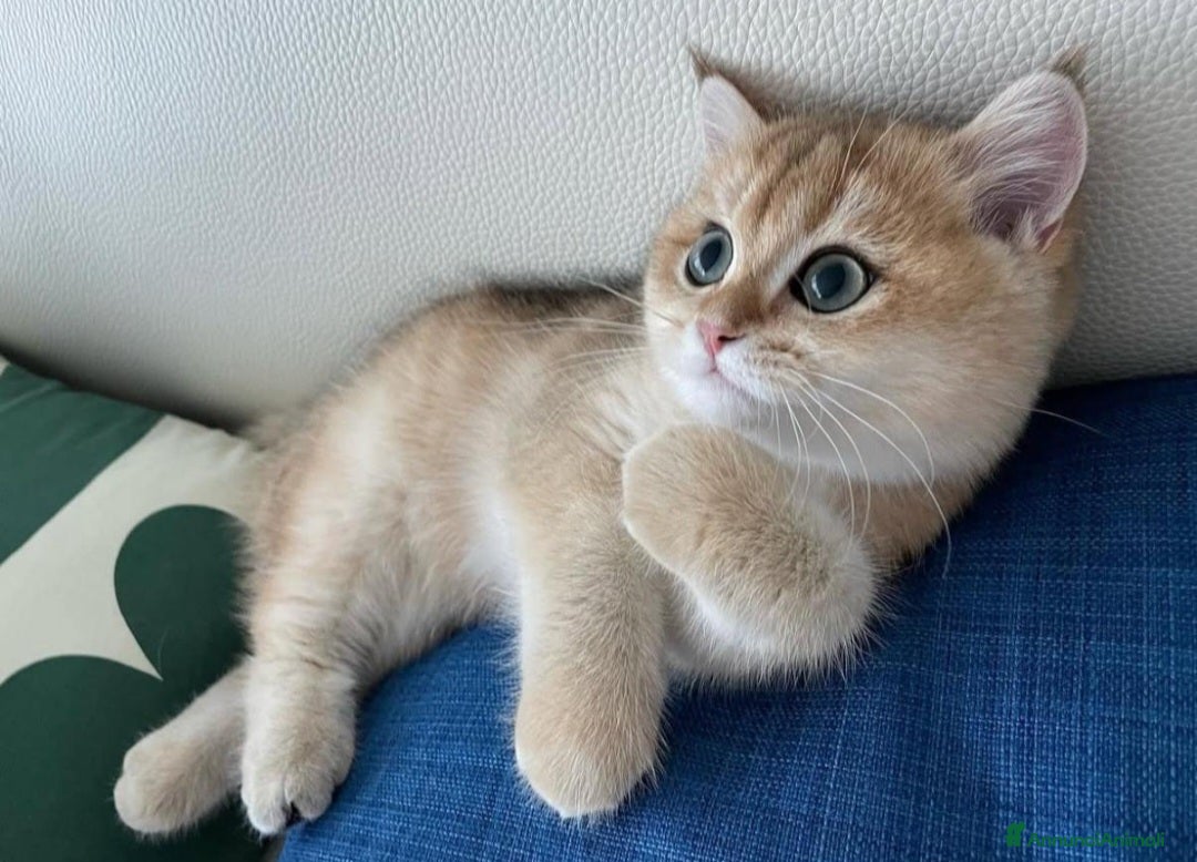 British gatti in vendita: Bellissimi cuccioli di british shorthair golden  - Annuncio 8