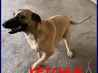 Meticcio cani KETCHUP un simpaticone! a Città Metropolitana di Torino - Annuncio 8