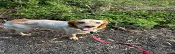 Setter Inglese cani in regalo: Bijou cerca casa 🏡 - Annuncio 4