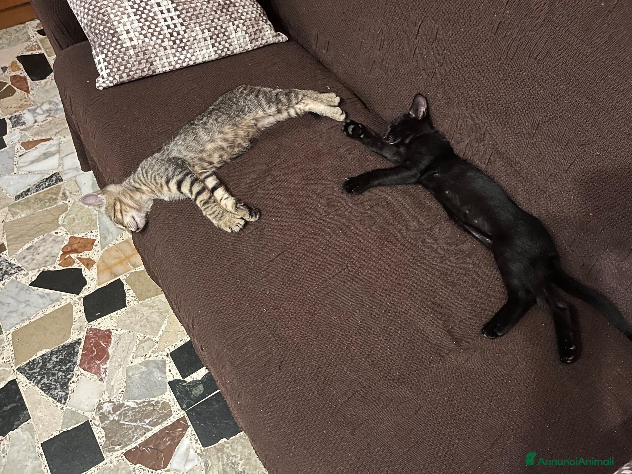 Altre razze gatti Regalo gattini - Annuncio 3