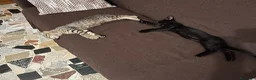 Altre razze gatti in regalo: Regalo gattini - Annuncio 1