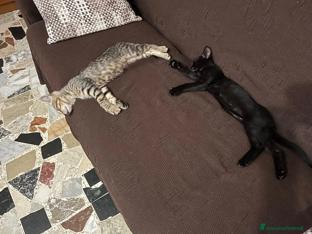Altre razze gatti in regalo: Regalo gattini - Annuncio 1