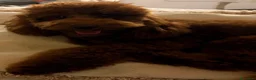 Barboncino cani in vendita: Cucciolone barboncino nano red - Annuncio 2