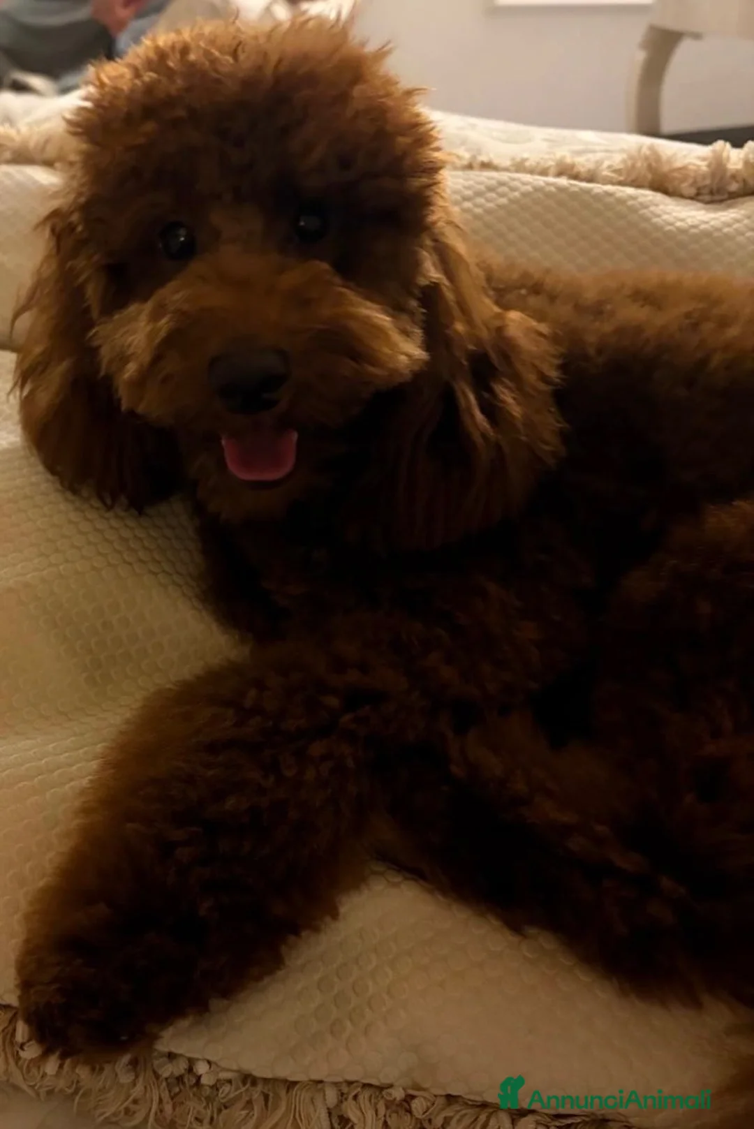 Barboncino cani in vendita: Cucciolone barboncino nano red - Annuncio 2