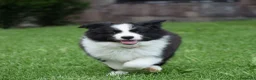 Border Collie cani in vendita: Cuccioli di Border Collie, linea da bellezza a Provincia autonoma di Bolzano - Alto Adige - Annuncio 5