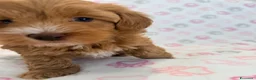 Maltipoo cani in vendita: Splendidi cuccioli di Maltipoo 💖 - Annuncio 11