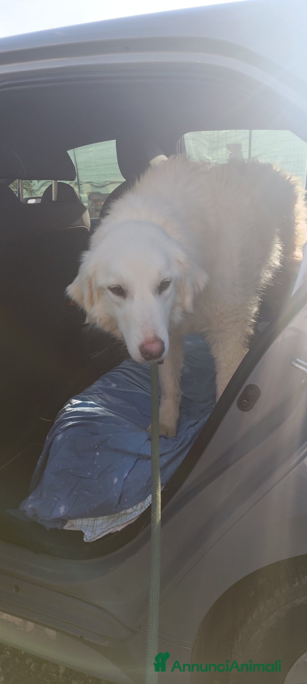 Meticcio cani in regalo: Asia  - Annuncio 3