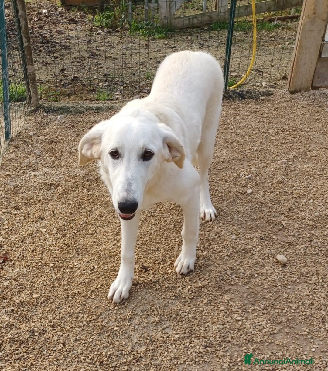 Meticcio cani in regalo: ZULEIA  a Provincia di Mantova - Annuncio 2