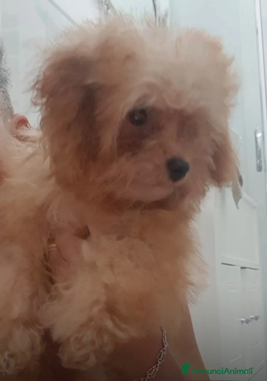 Barboncino Toy cani in vendita: Barboncino mini toy a Città Metropolitana di Napoli - Annuncio 5