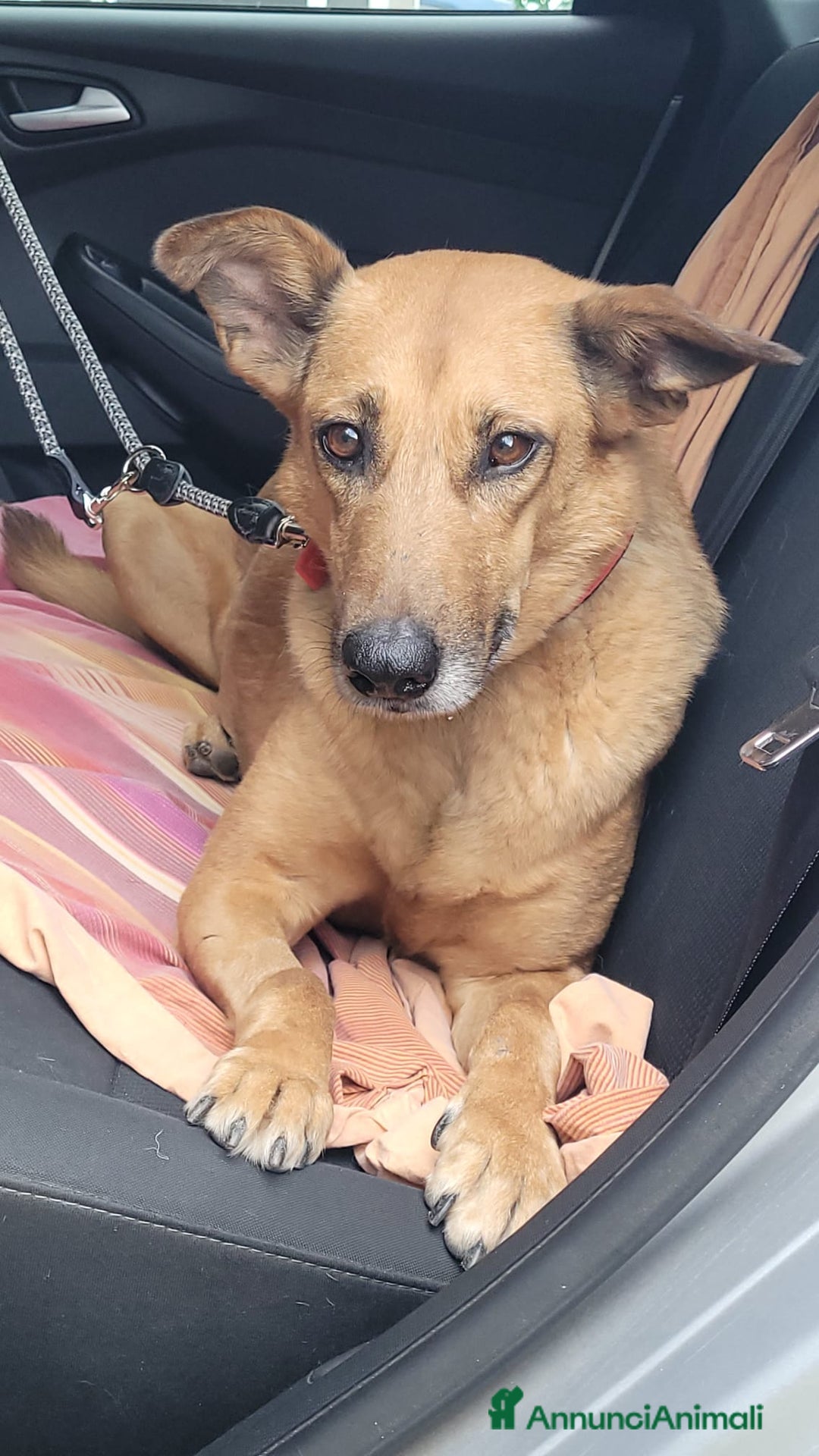 Meticcio cani in regalo: Splendida meticcia - FAITH - Annuncio 5