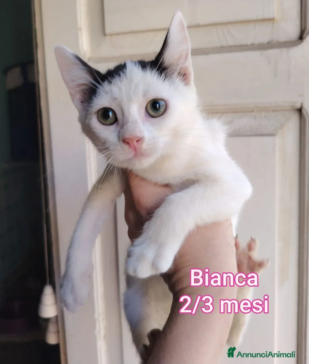 Altre razze gatti in regalo: GATTINI URGENTE: TEMPO SCADUTO  a Provincia di Arezzo - Annuncio 1
