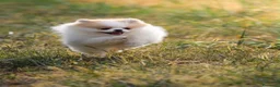 Volpino Pomerania cani in vendita: Cucciole di Pomerania  a Provincia di Cuneo - Annuncio 6