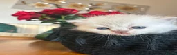 Scottish gatti in vendita: Cuccioli Scottish Fold e straight - Annuncio 8