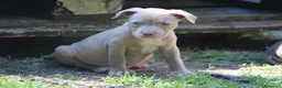Pitbull cani in vendita: Pit Bull con pedigree anche a rate  - Annuncio 29