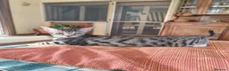 Meticcio gatti in regalo: Gattini adorabili a Provincia di Crotone - Annuncio 7