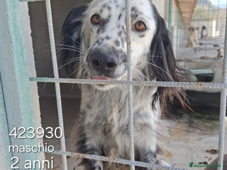 Setter Inglese cani Denver - Annuncio 2