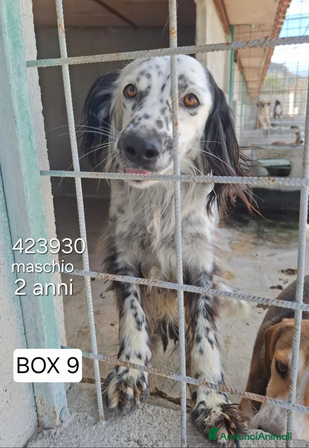 Setter Inglese cani in regalo: Denver - Annuncio 1