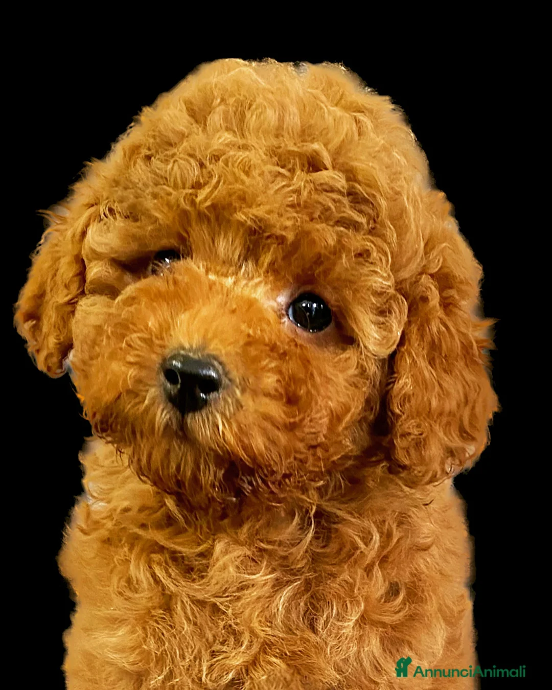 Immagine della galleria {{count}}